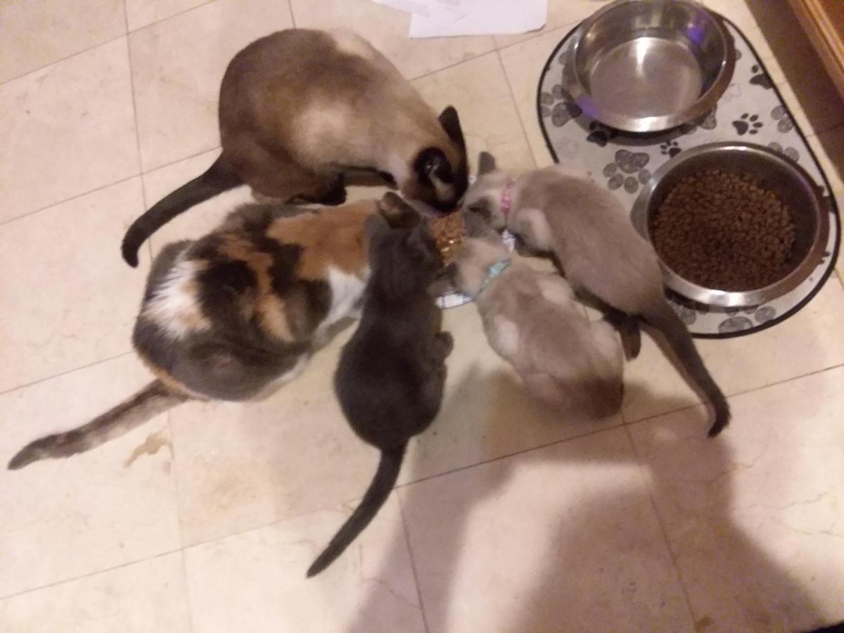 Catmosphere Las Vegas Ngoại thất bức ảnh