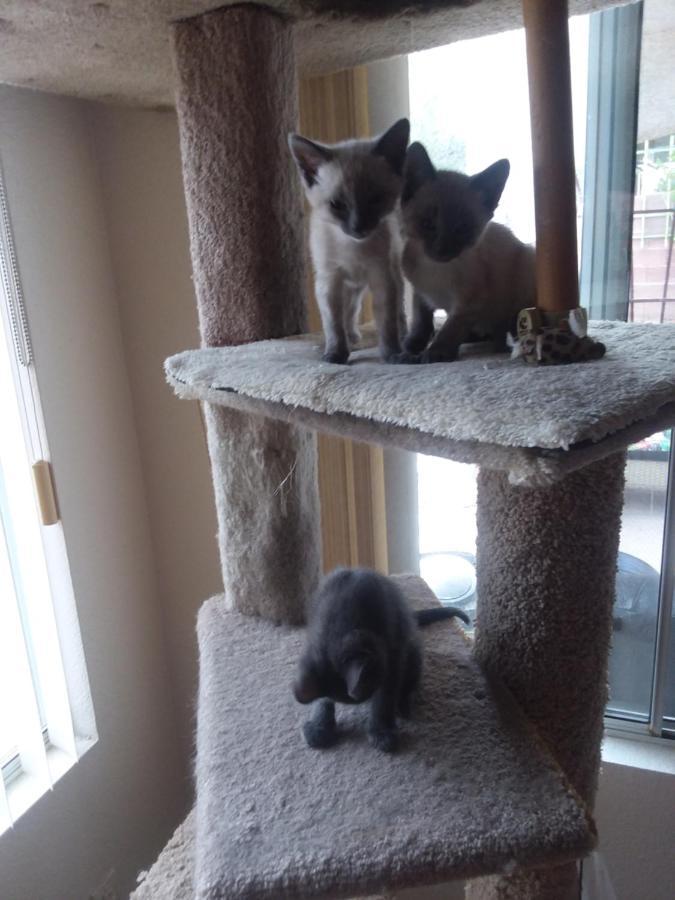 Catmosphere Las Vegas Ngoại thất bức ảnh